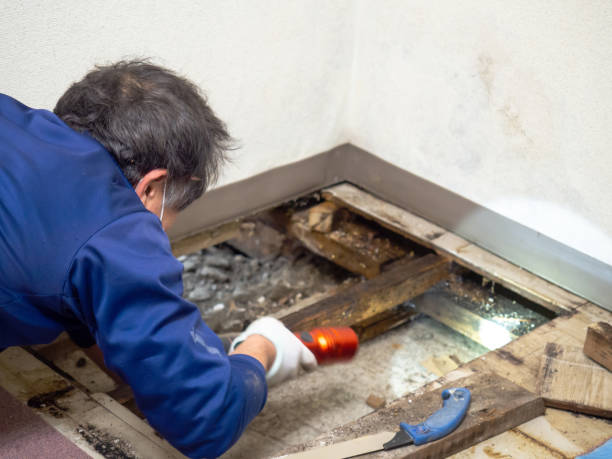 Best Attic Mold Removal  in Pleasure Point, CA