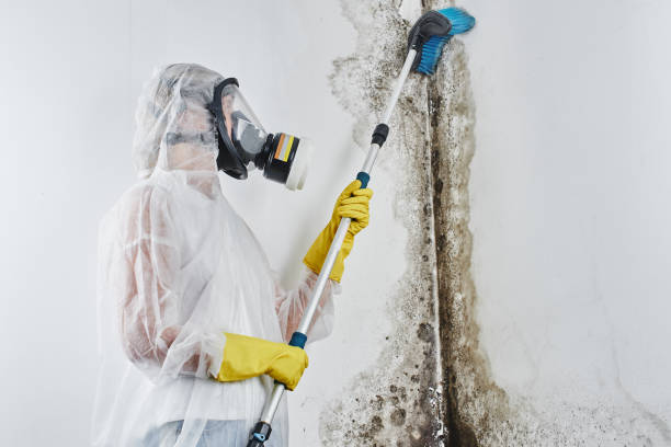 Mold Removal and Inspection in Pleasure Point, CA