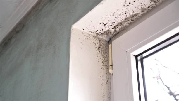Best Emergency Mold Removal  in Pleasure Point, CA