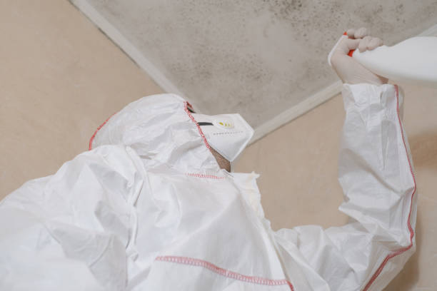Mold Removal Process in Pleasure Point, CA