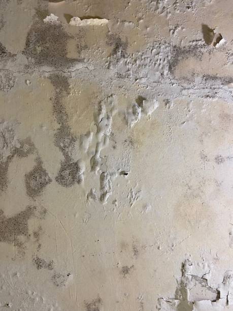 Best Mold Removal Specialists  in Pleasure Point, CA