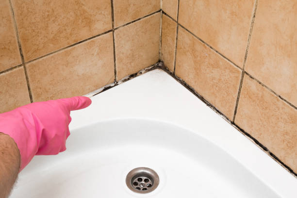 Best Certified Mold Removal  in Pleasure Point, CA